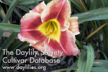 Daylily Fire and Fog